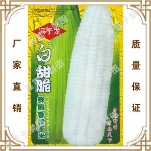 白玉米种子